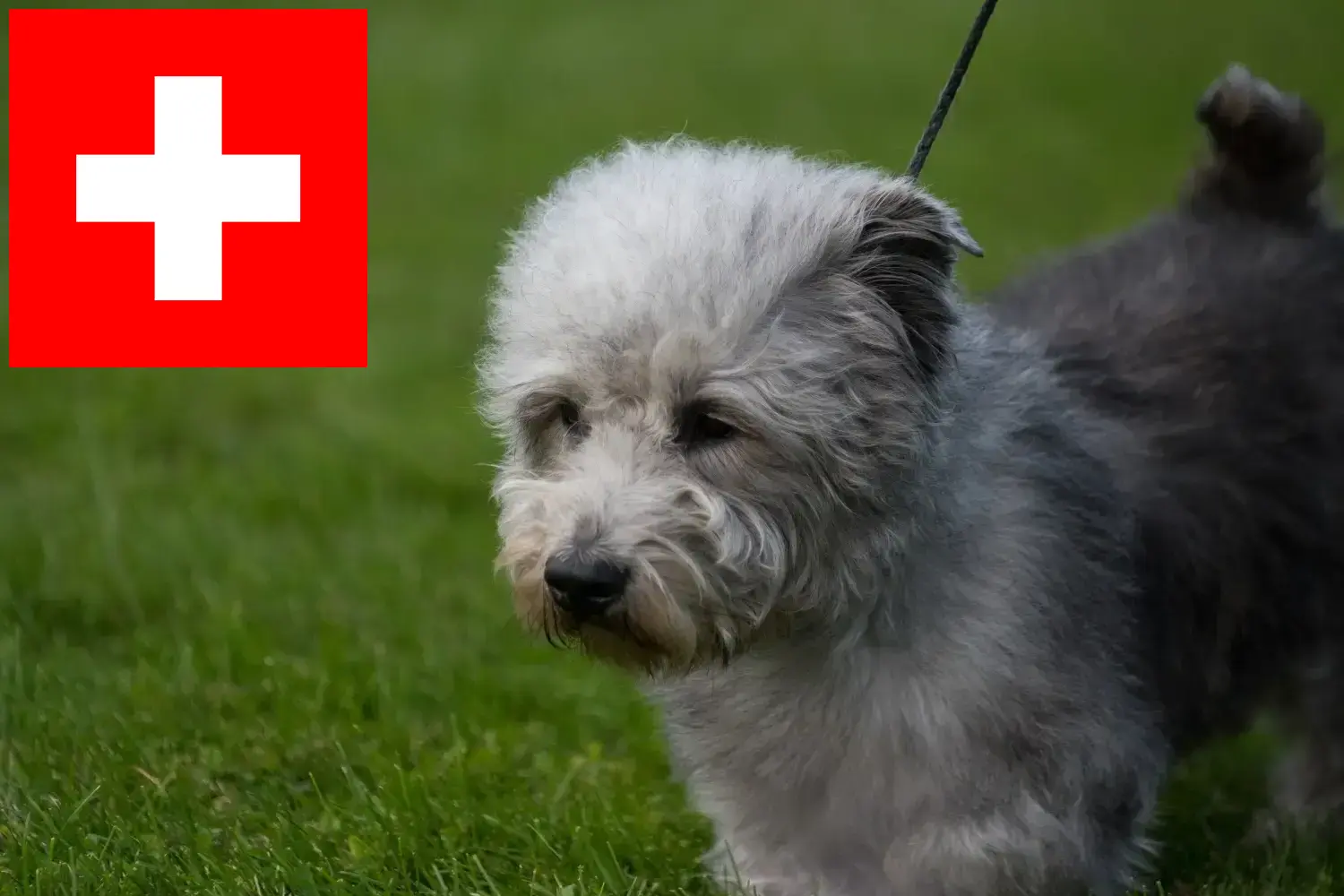 Read more about the article Irish Glen of Imaal Terrier breeders and puppies in Switzerland