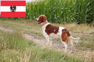 Read more about the article Irish Red and White Setter breeders and puppies in Austria