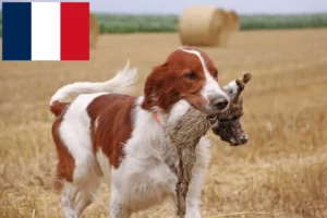 Read more about the article Irish Red and White Setter breeders and puppies in France