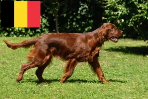 Read more about the article Irish Red Setter breeders and puppies in Belgium