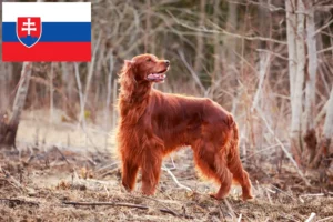 Read more about the article Irish Red Setter breeders and puppies in Slovakia