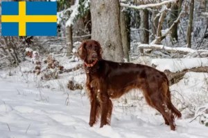 Read more about the article Irish Red Setter breeders and puppies in Sweden