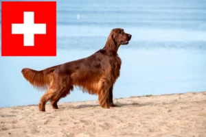 Read more about the article Irish Red Setter breeders and puppies in Switzerland