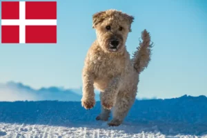 Read more about the article Irish Soft Coated Wheaten Terrier breeders and puppies in Denmark
