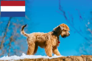 Read more about the article Irish Soft Coated Wheaten Terrier breeders and puppies in the Netherlands