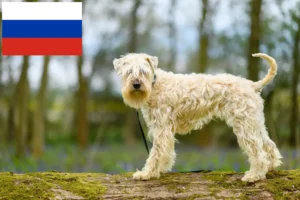 Read more about the article Irish Soft Coated Wheaten Terrier breeders and puppies in Russia