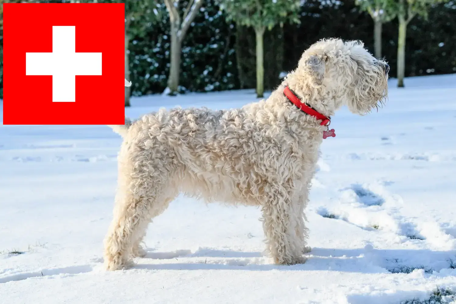 Read more about the article Irish Soft Coated Wheaten Terrier breeders and puppies in Switzerland