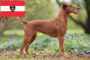 Read more about the article Irish Terrier breeders and puppies in Austria