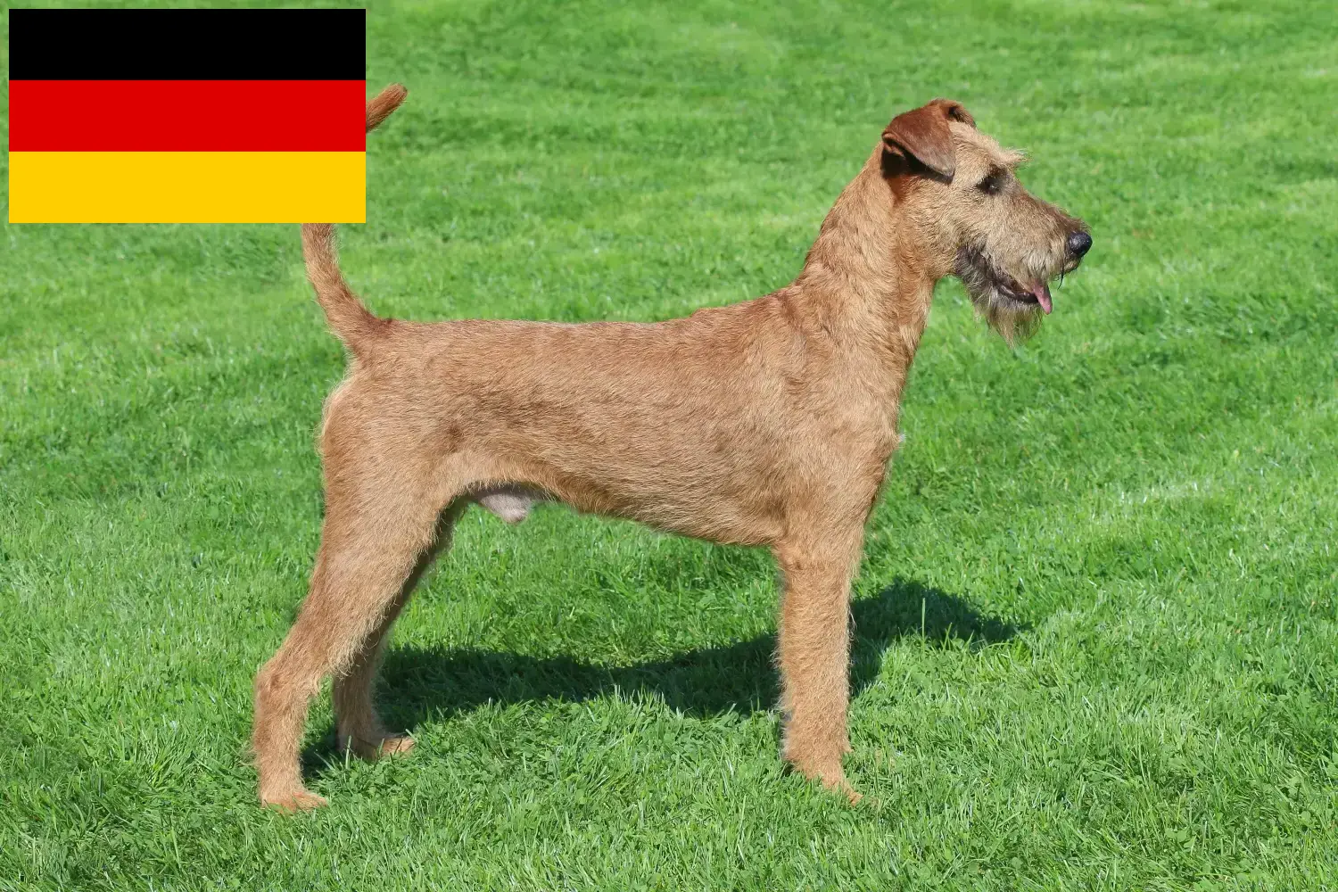 Read more about the article Irish Terrier breeders and puppies in Germany