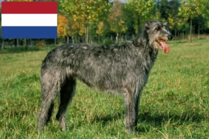 Read more about the article Irish Wolfhound breeders and puppies in the Netherlands