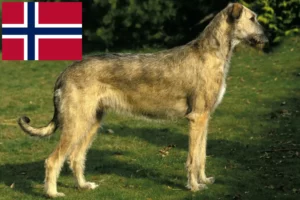 Read more about the article Irish Wolfhound breeders and puppies in Norway