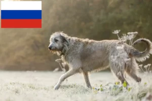 Read more about the article Irish Wolfhound breeders and puppies in Russia