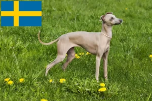 Read more about the article Italian wind chime breeders and puppies in Sweden