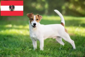 Read more about the article Jack Russell breeders and puppies in Austria