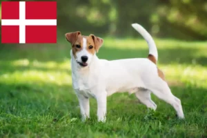 Read more about the article Jack Russell breeders and puppies in Denmark