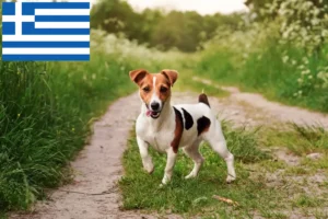Read more about the article Jack Russell breeders and puppies in Greece