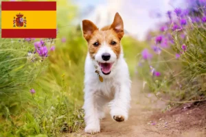 Read more about the article Jack Russell breeders and puppies in Spain