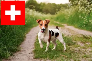 Read more about the article Jack Russell breeders and puppies in Switzerland