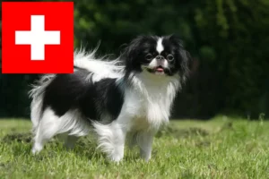 Read more about the article Japan Chin breeders and puppies in Switzerland