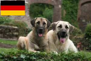 Read more about the article Kangal breeders and puppies in Germany