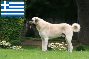 Read more about the article Kangal breeders and puppies in Greece