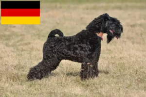 Read more about the article Kerry Blue Terrier breeders and puppies in Germany