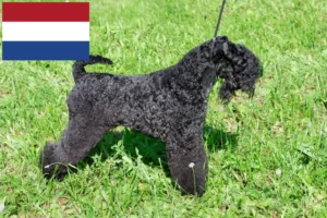 Read more about the article Kerry Blue Terrier breeders and puppies in the Netherlands