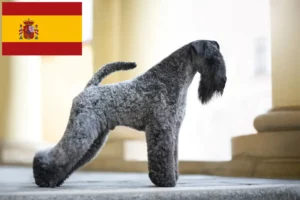 Read more about the article Kerry Blue Terrier breeders and puppies in Spain