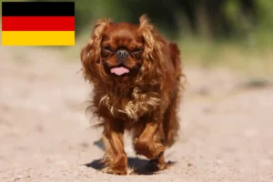 Read more about the article King Charles Spaniel breeders and puppies in Germany