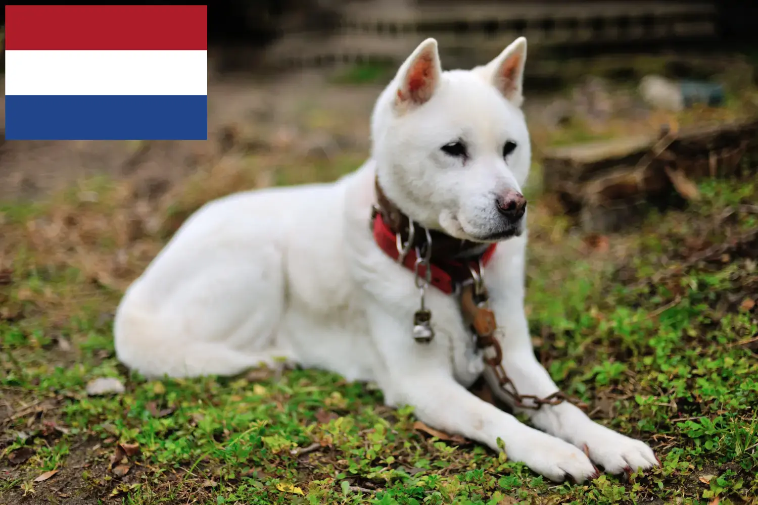 Kishu breeders and puppies in the Netherlands - Dogweb.co.uk