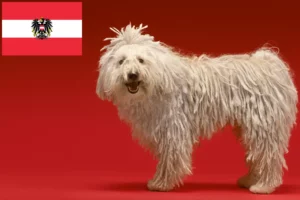 Read more about the article Komondor breeders and puppies in Austria