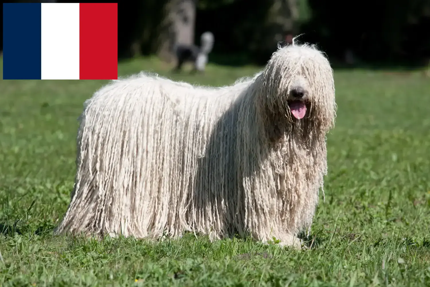 Read more about the article Komondor breeders and puppies in France