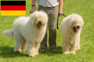 Read more about the article Komondor breeders and puppies in Germany