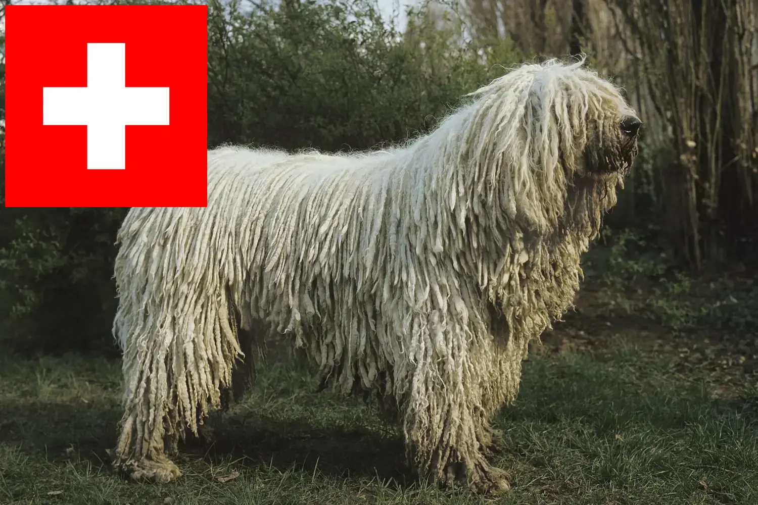 Read more about the article Komondor breeders and puppies in Switzerland