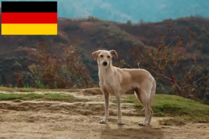 Read more about the article Kritikos Lagonikos breeders and puppies in Germany