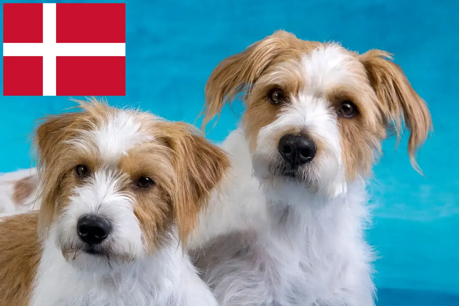 Read more about the article Kromfohrländer breeders and puppies in Denmark