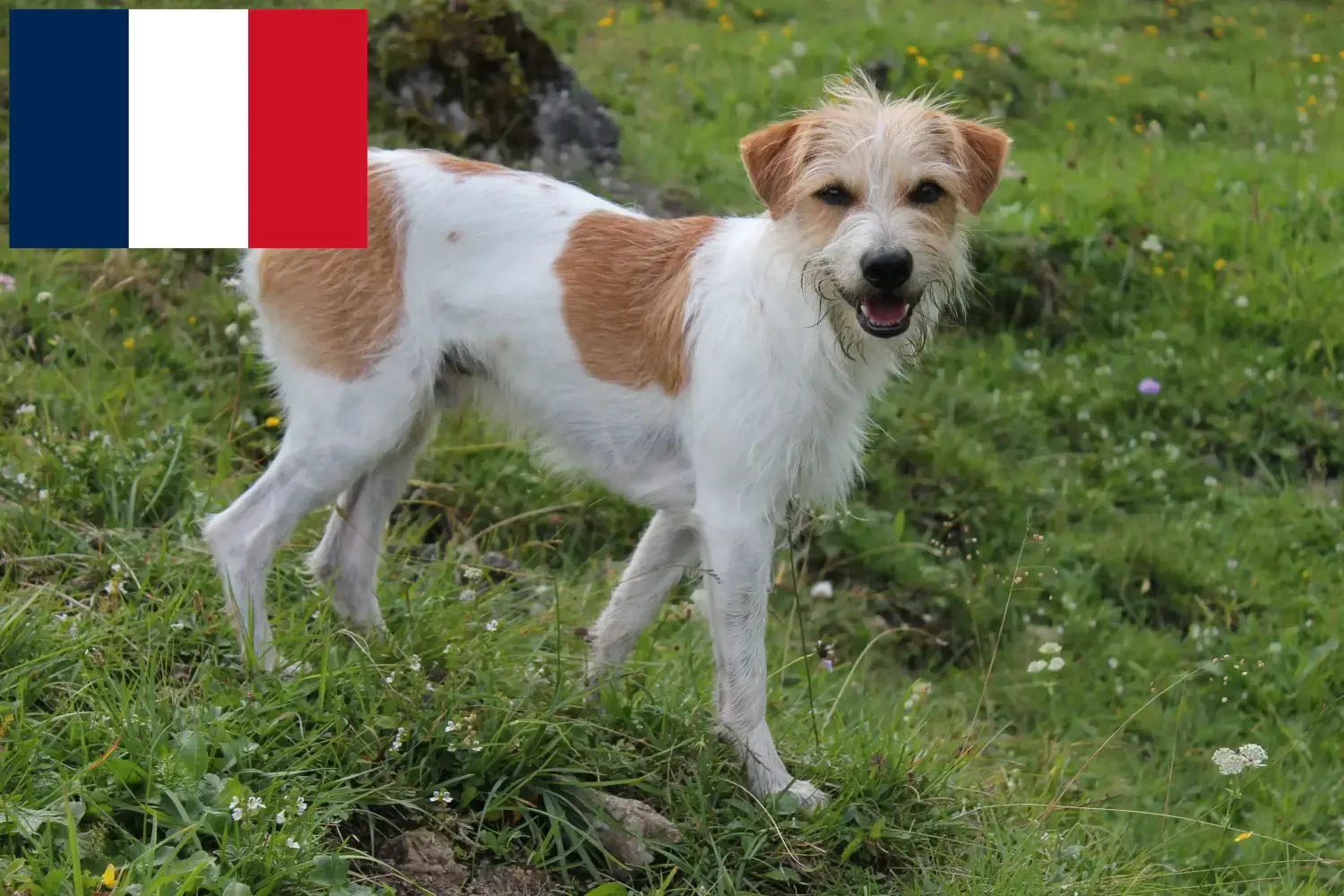 Read more about the article Kromfohrländer breeders and puppies in France