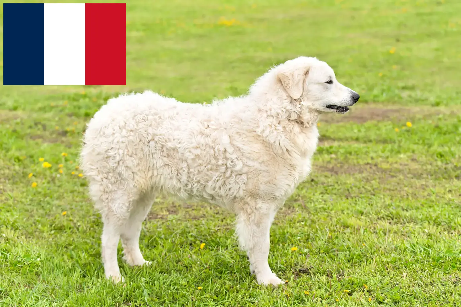 Read more about the article Kuvasz breeders and puppies in France