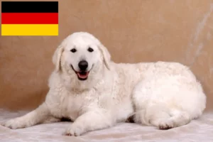 Read more about the article Kuvasz breeders and puppies in Germany