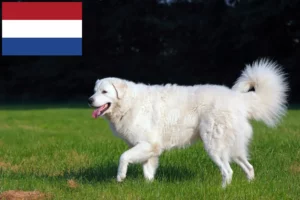 Read more about the article Kuvasz breeders and puppies in the Netherlands