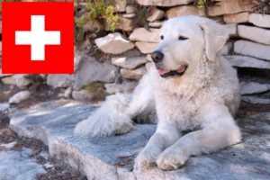 Read more about the article Kuvasz breeders and puppies in Switzerland