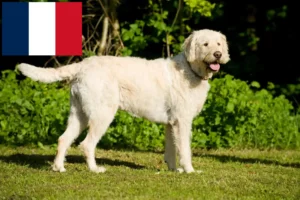 Read more about the article Labradoodle breeders and puppies in France