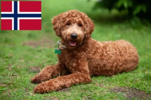 Read more about the article Labradoodle breeders and puppies in Norway