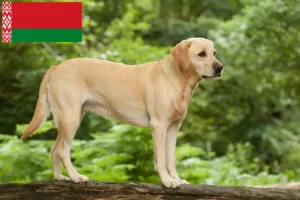 Read more about the article Labrador breeders and puppies in Belarus