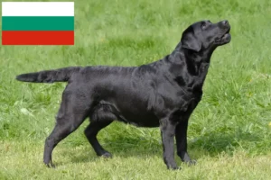 Read more about the article Labrador breeders and puppies in Bulgaria