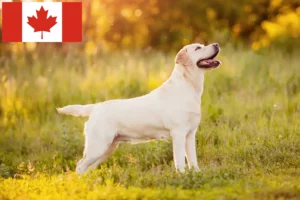 Read more about the article Labrador breeders and puppies in Canada
