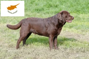 Read more about the article Labrador breeders and puppies in Cyprus