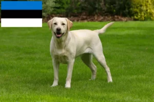 Read more about the article Labrador breeders and puppies in Estonia