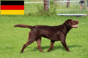 Read more about the article Labrador breeders and puppies in Germany