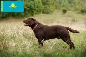 Read more about the article Labrador breeders and puppies in Kazakhstan